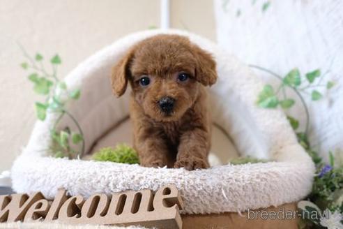 成約済の滋賀県のトイプードル-139943の5枚目