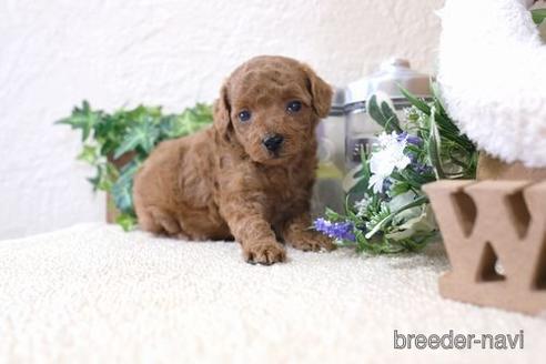 成約済の滋賀県のトイプードル-139943の3枚目