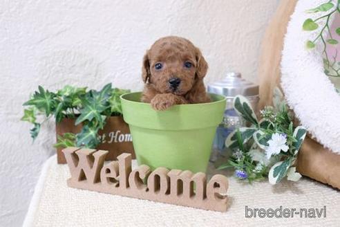 成約済の滋賀県のトイプードル-139943の2枚目