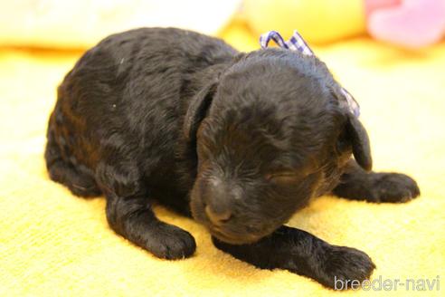 成約済の愛知県のトイプードル-140488の30枚目