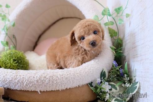 成約済の滋賀県のトイプードル-139946の1枚目