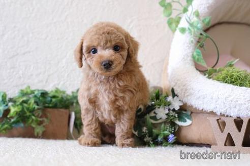 成約済の滋賀県のトイプードル-139946の5枚目