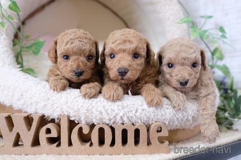 成約済の滋賀県のトイプードル-139946の4枚目