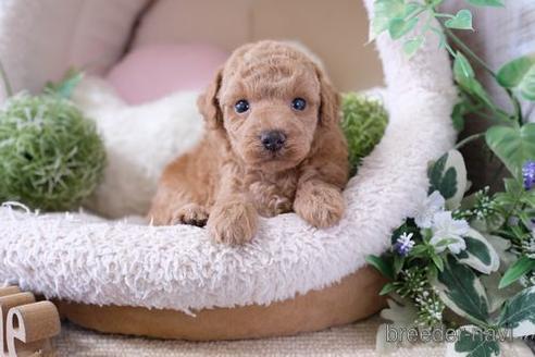 成約済の滋賀県のトイプードル-139946の3枚目