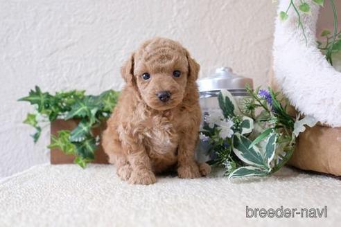 成約済の滋賀県のトイプードル-139946の2枚目