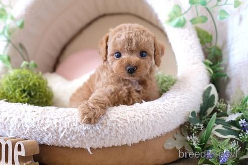 成約済の滋賀県のトイプードル-139948