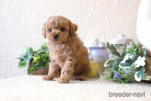 成約済の滋賀県のトイプードル-139948の5枚目