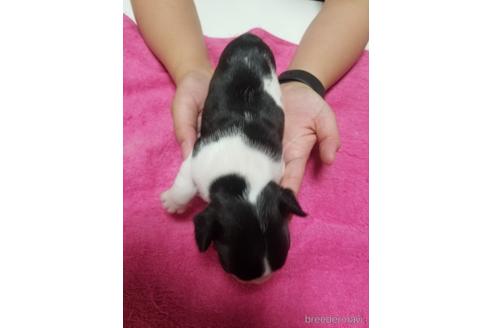 成約済の愛知県のフレンチブルドッグ-141785の2枚目