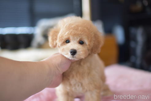 成約済の茨城県のタイニープードル-139912の1枚目