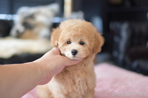 成約済の茨城県のタイニープードル-139912の5枚目
