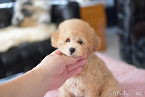 成約済の茨城県のタイニープードル-139912の4枚目