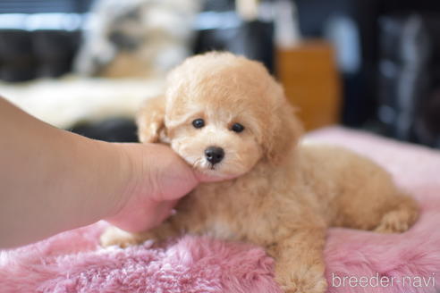 成約済の茨城県のタイニープードル-139912の3枚目