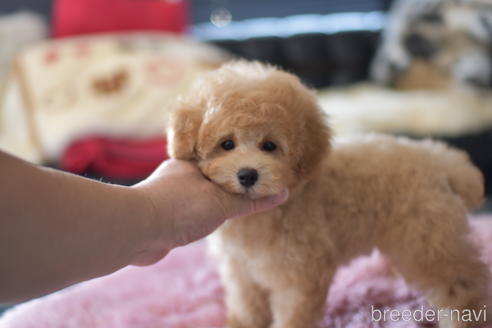 成約済の茨城県のタイニープードル-139912の2枚目