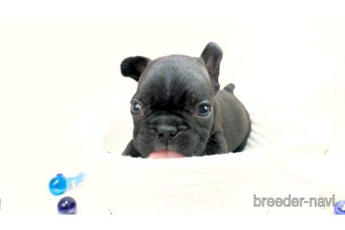 千葉県のフレンチブルドッグ 男の子 21 06 19生まれ フレブル祭りっ 開催中 子犬id 1417 ブリーダーナビ