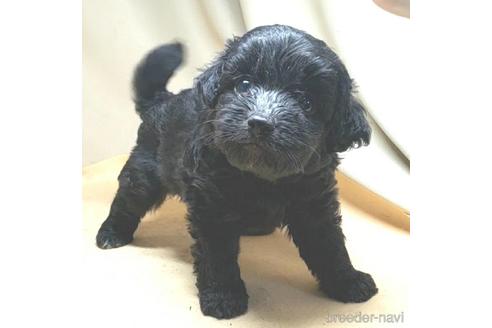 成約済の茨城県のミックス犬-140165の15枚目