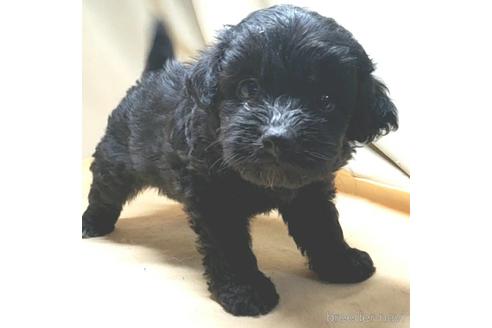 成約済の茨城県のミックス犬-140165の14枚目