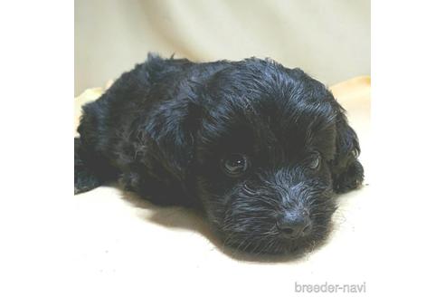 成約済の茨城県のミックス犬-140165の12枚目