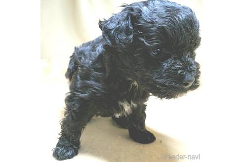 成約済の茨城県のミックス犬-140164の19枚目