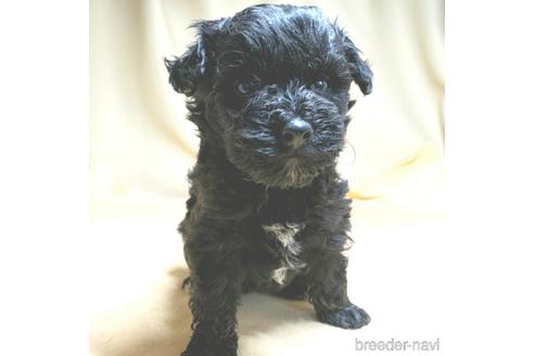 成約済の茨城県のミックス犬-140164の18枚目