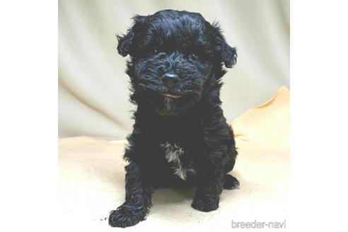 成約済の茨城県のミックス犬-140164の17枚目