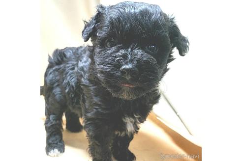 成約済の茨城県のミックス犬-140164の16枚目