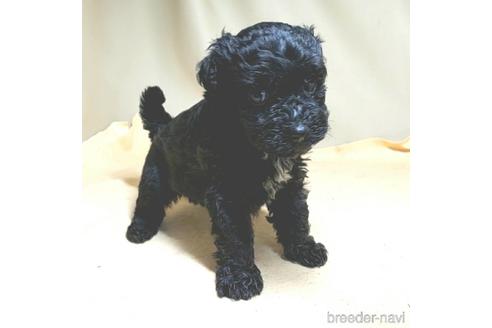 成約済の茨城県のミックス犬-140153の19枚目