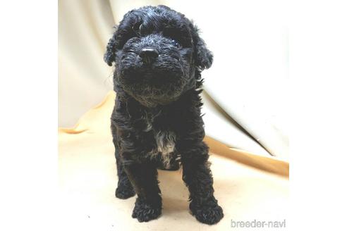 成約済の茨城県のミックス犬-140153の17枚目