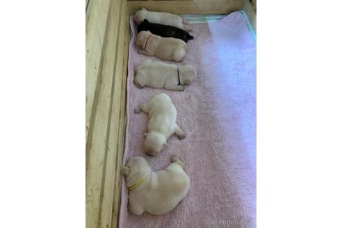 成約済の大阪府のフレンチブルドッグ-141793の1枚目