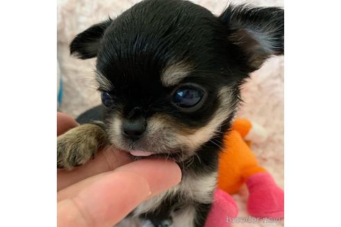 成約済の埼玉県のチワワ(ロングコート)-141799の11枚目