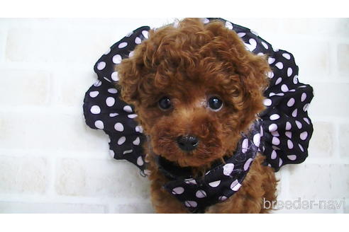 成約済の福岡県のタイニープードル-141805の1枚目