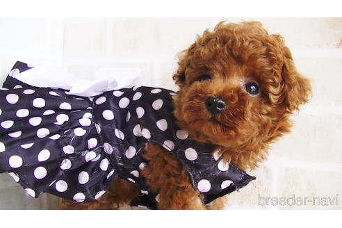 成約済の福岡県のタイニープードル-141805の2枚目