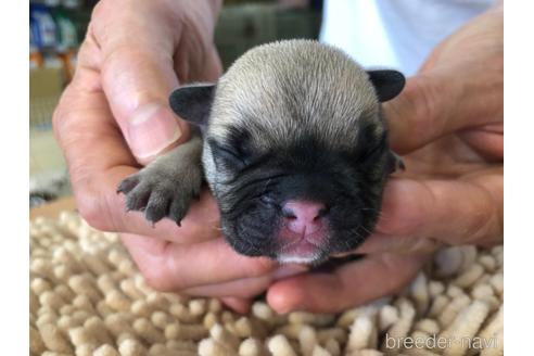 成約済の愛知県のフレンチブルドッグ-141846の1枚目