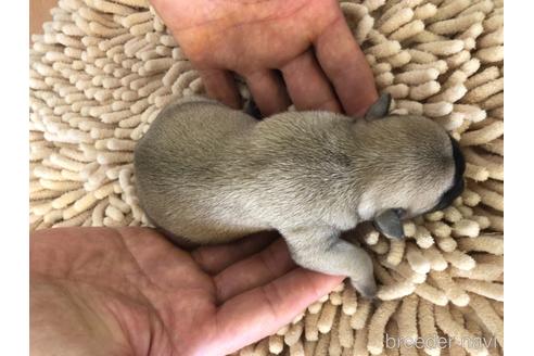 成約済の愛知県のフレンチブルドッグ-141846の2枚目