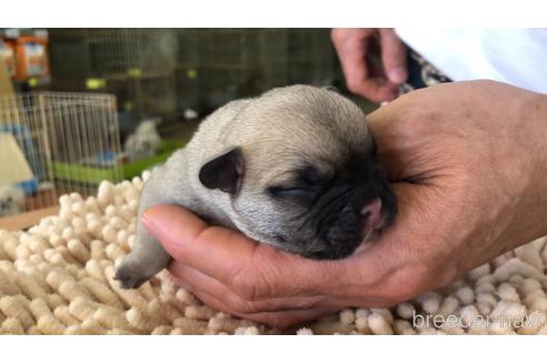 成約済の愛知県のフレンチブルドッグ-141846の3枚目