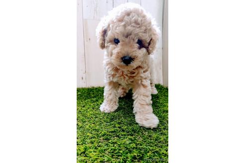 成約済の沖縄県のトイプードル-141851の7枚目