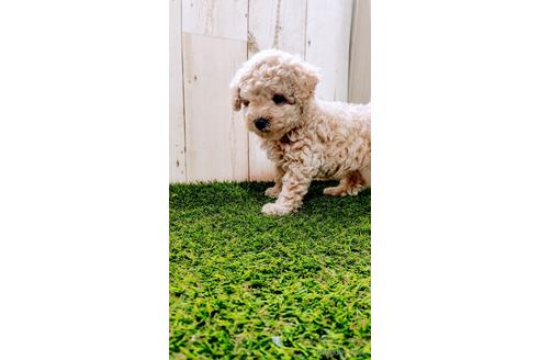 成約済の沖縄県のトイプードル-141851の6枚目