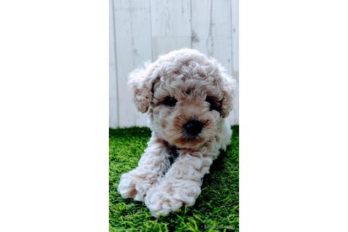 成約済の沖縄県のトイプードル-141851の5枚目