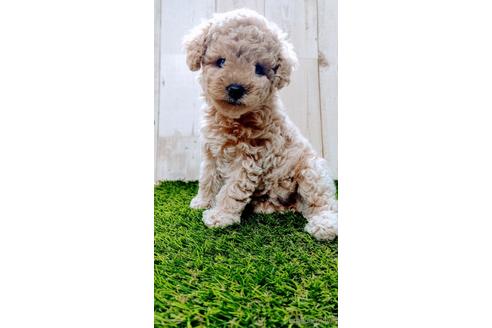 成約済の沖縄県のトイプードル-141851の4枚目