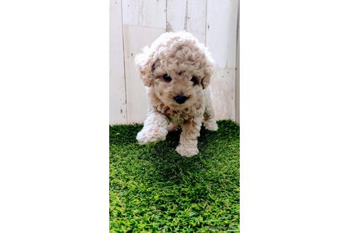 成約済の沖縄県のトイプードル-141851の3枚目