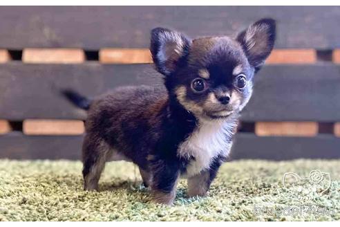 成約済の愛知県のチワワ(ロングコート)-141891の4枚目