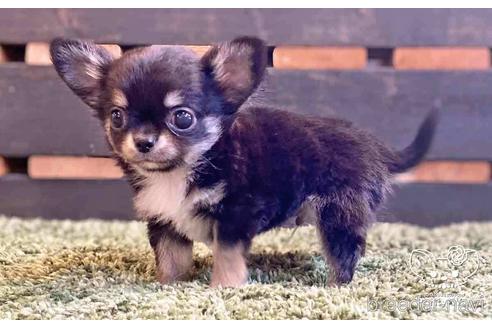 成約済の愛知県のチワワ(ロングコート)-141891の5枚目