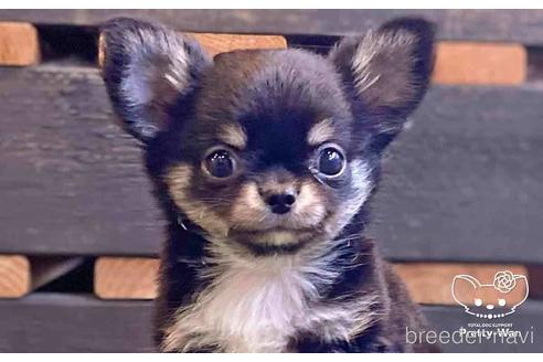 成約済の愛知県のチワワ(ロングコート)-141891の1枚目