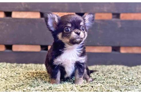 成約済の愛知県のチワワ(ロングコート)-141891の2枚目