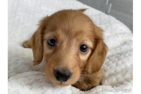 成約済の京都府のミニチュアダックスフンド(ロングヘアード)-141934の1枚目