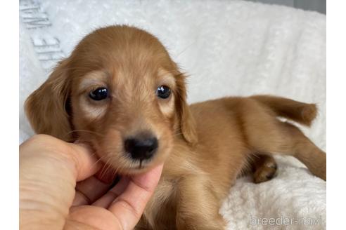 成約済の京都府のミニチュアダックスフンド(ロングヘアード)-141934の2枚目