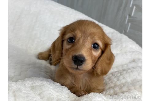 成約済の京都府のミニチュアダックスフンド(ロングヘアード)-141934の3枚目