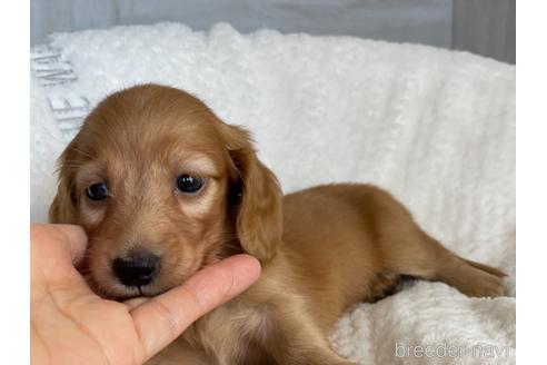 成約済の京都府のミニチュアダックスフンド(ロングヘアード)-141934の5枚目