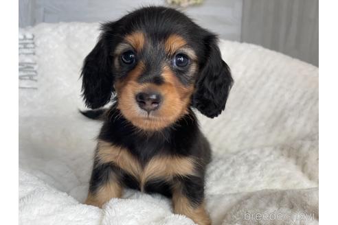 成約済の京都府のミニチュアダックスフンド(ロングヘアード)-141935の1枚目