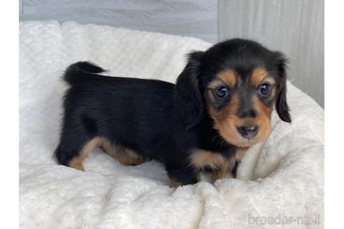 成約済の京都府のミニチュアダックスフンド(ロングヘアード)-141935の4枚目