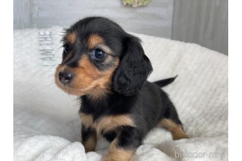 成約済の京都府のミニチュアダックスフンド(ロングヘアード)-141935の5枚目